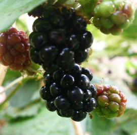 Screenshot_2015-10-11-13-31-38-1